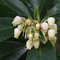 Arbutus x andrachnoides