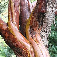 Arbutus x andrachnoides bark