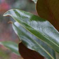 Magnolia Kay Parris