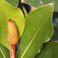 Magnolia Little Gem