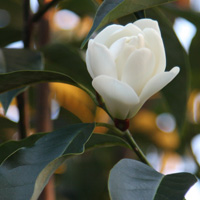 Michelia doltsopa 'Silver Cloud'