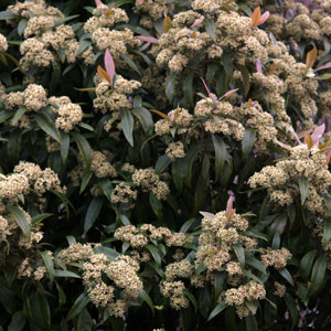 Backhousia citriodora