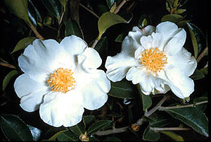 Camellia sasanqua 'Setsugekka' 