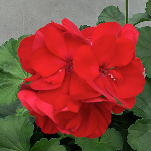 wholesale red geranium