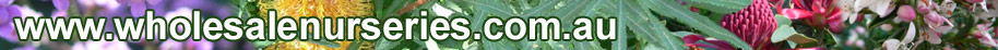 wholesale nurseries