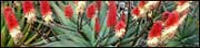 Aloe Aloe