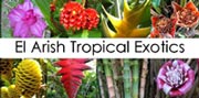 heliconias, gingers, alpinia and costus